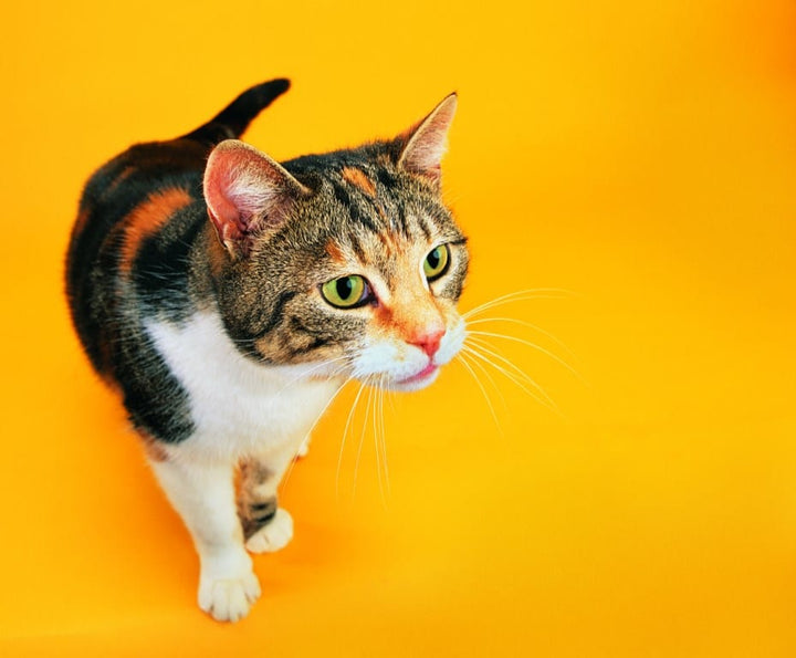 Causes et traitements de la diarrhée ches le chat.