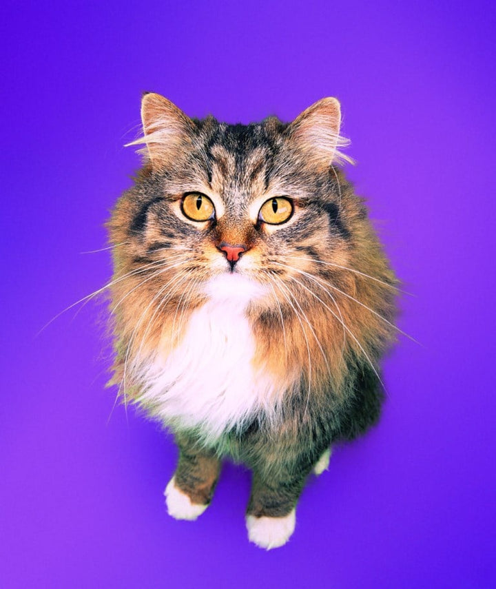 La teigne du chat, comment la soigner.