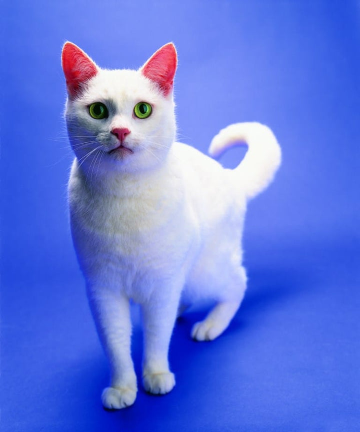 Comment entend votre chat ?