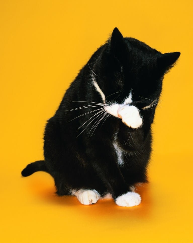 Le quotidien avec un chat et son lot de problèmes