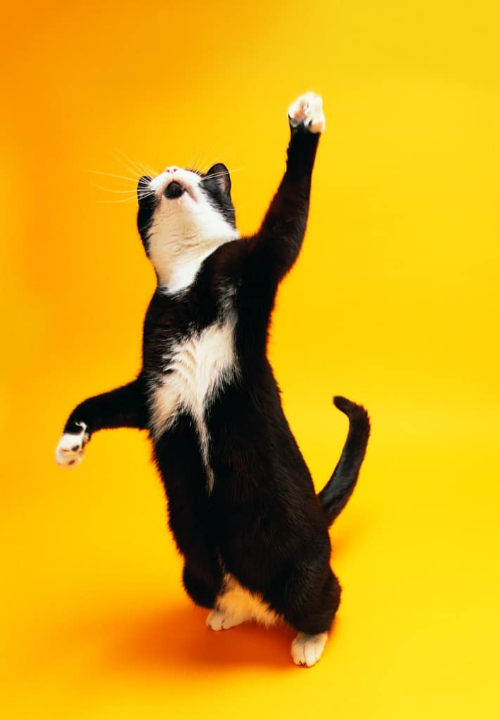 le chat et la chasse : jeu ou réel besoin