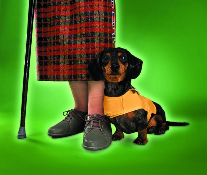 La relation de l'homme au chien