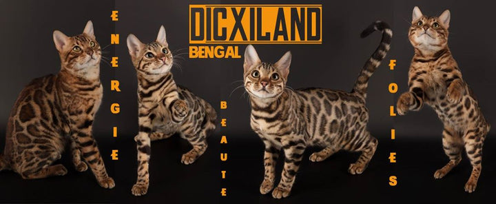 Le chat bengal, à la découverte de la race !