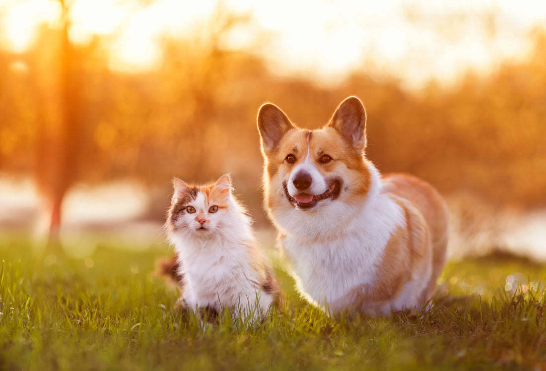 4 questions à se poser avant de devenir famille d’accueil pour un animal abandonné