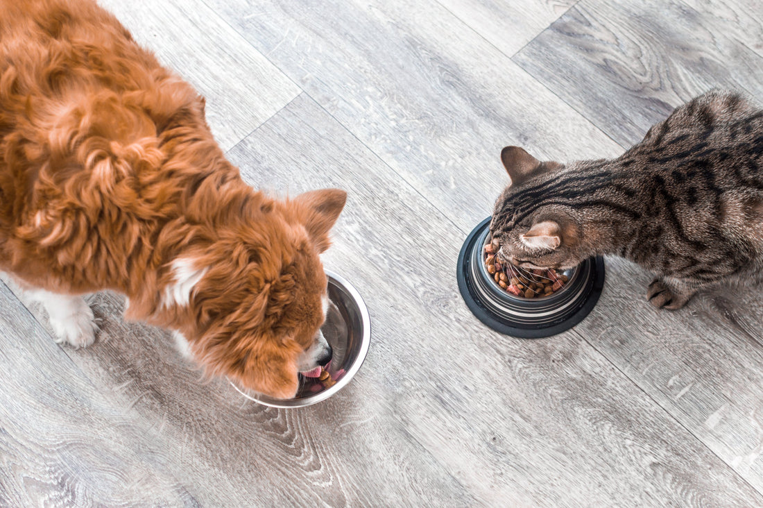 5 idées reçues sur l’alimentation animale