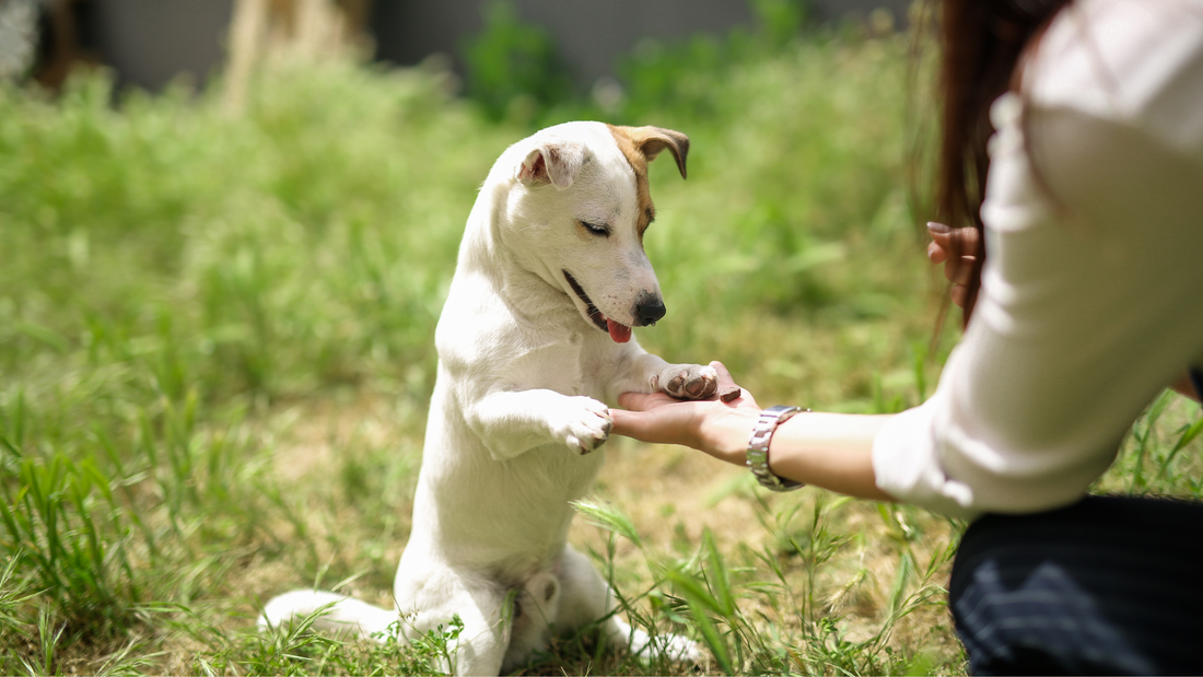 7 aliments dangereux pour le chien
