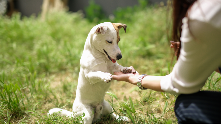 7 aliments dangereux pour le chien