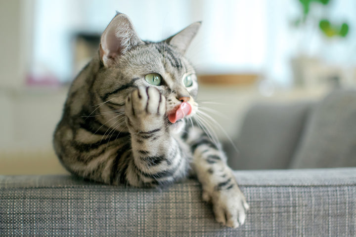 Griffes d’un chat : comment les entretenir ?