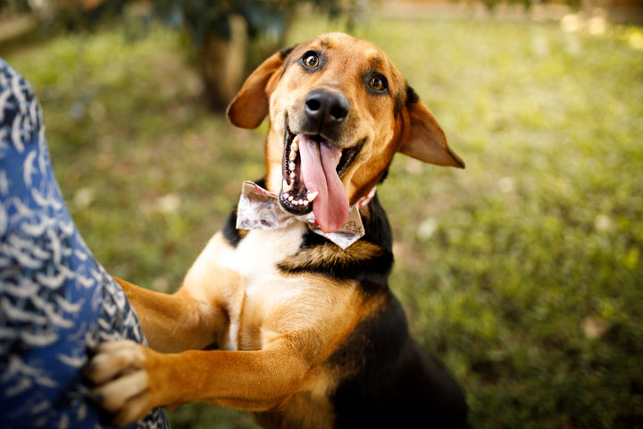 Accueillir un chien adulte : comment prendre un bon départ ?