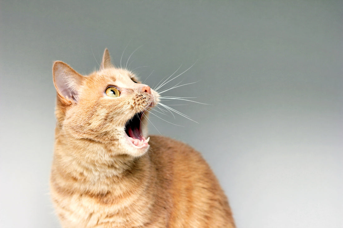 Mon chat a mauvaise haleine : comment y remédier ?