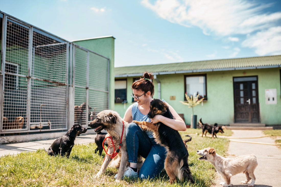Adopter un chien à la SPA : comment faire ?