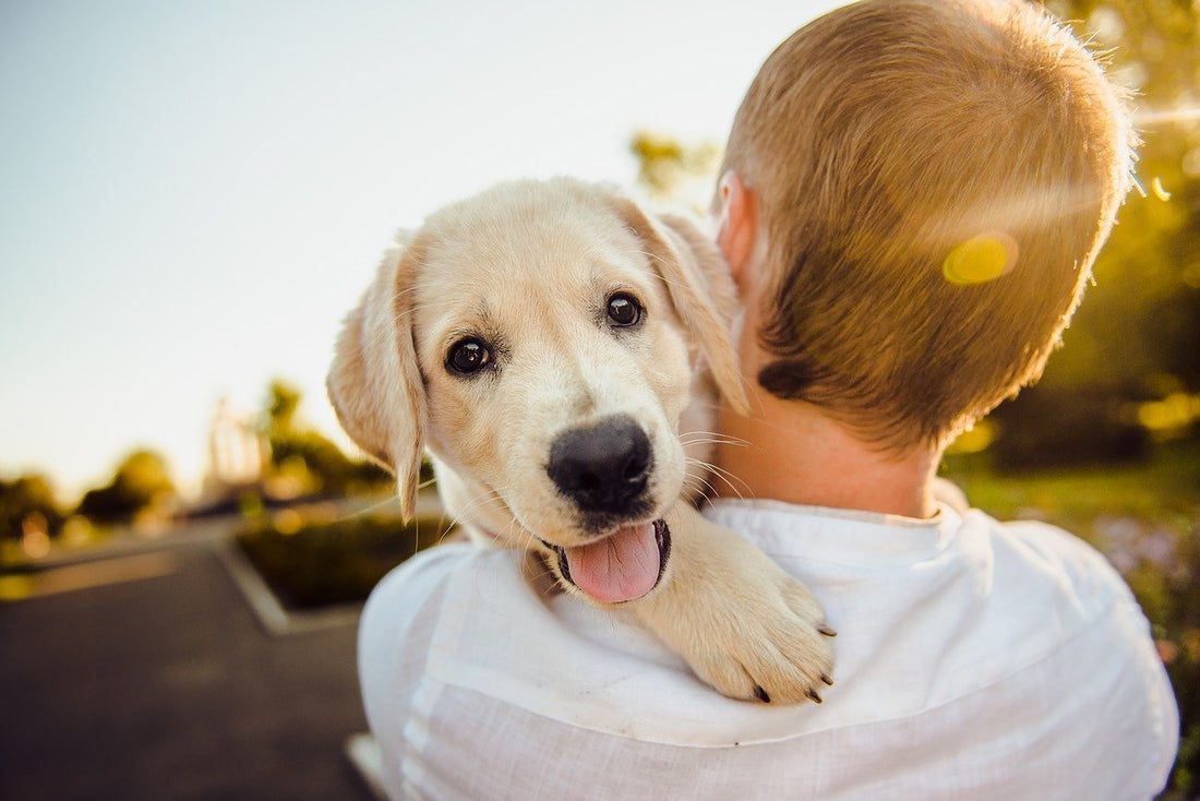À quel âge un chien est-il adulte ?
