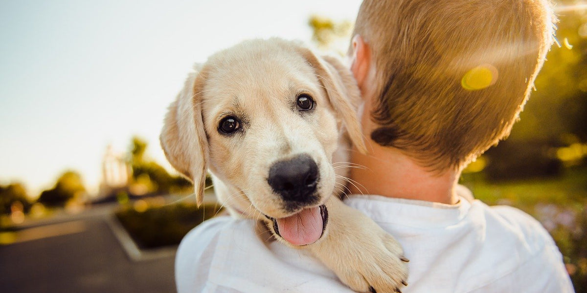 À quel âge un chien estil adulte ? ÉQUILIBRE & INSTINCT