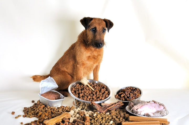 La transition alimentaire : Comment changer d’aliment pour mon chiot ?