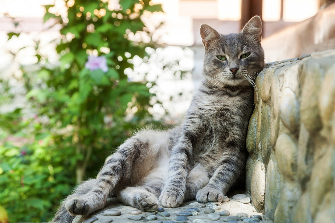 aider un chat errant ! une BA ou un sacerdoce ?