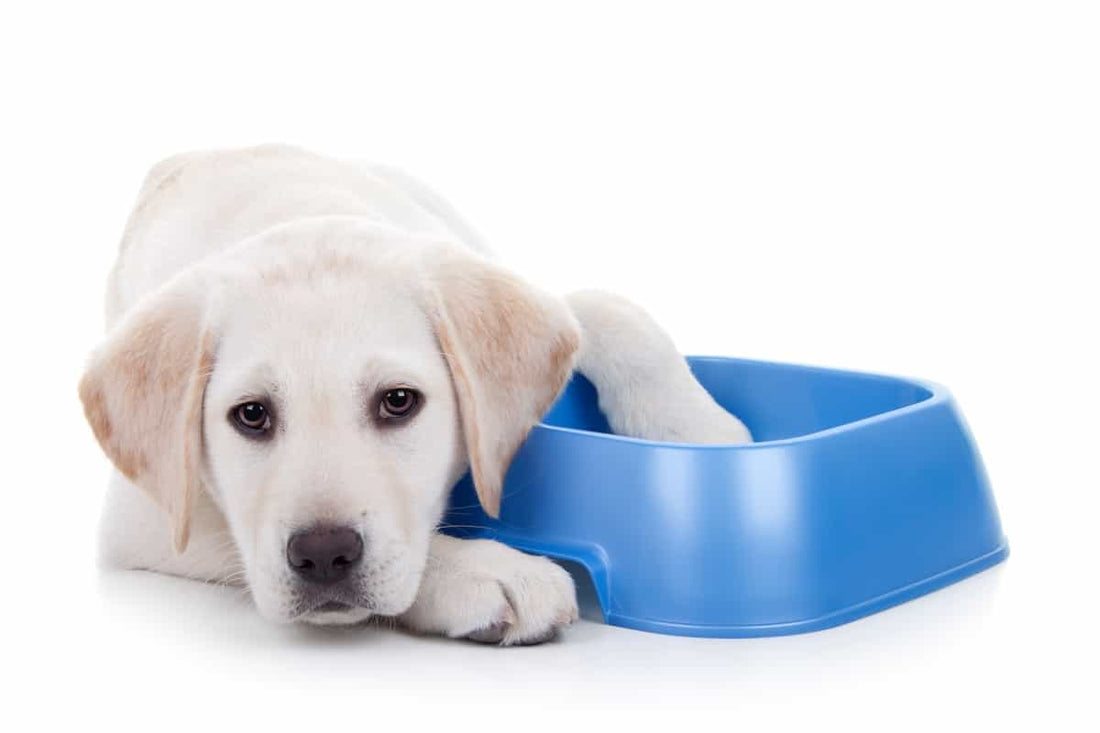 L'alimentation d'un chien de grande taille