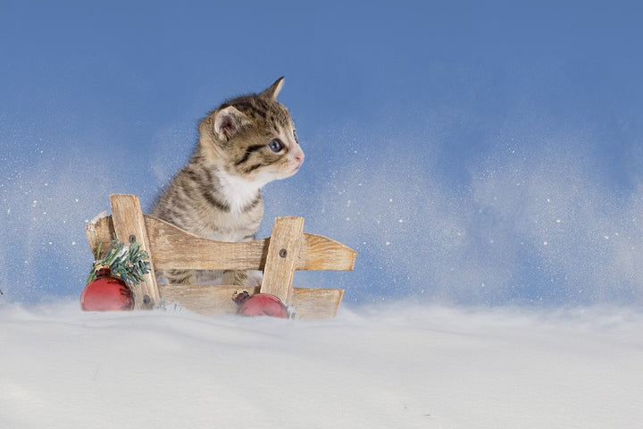 Les chats et le froid de l'hiver