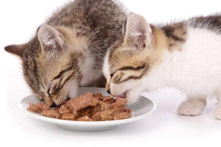 L'évolution des besoins nutritionnels du chaton