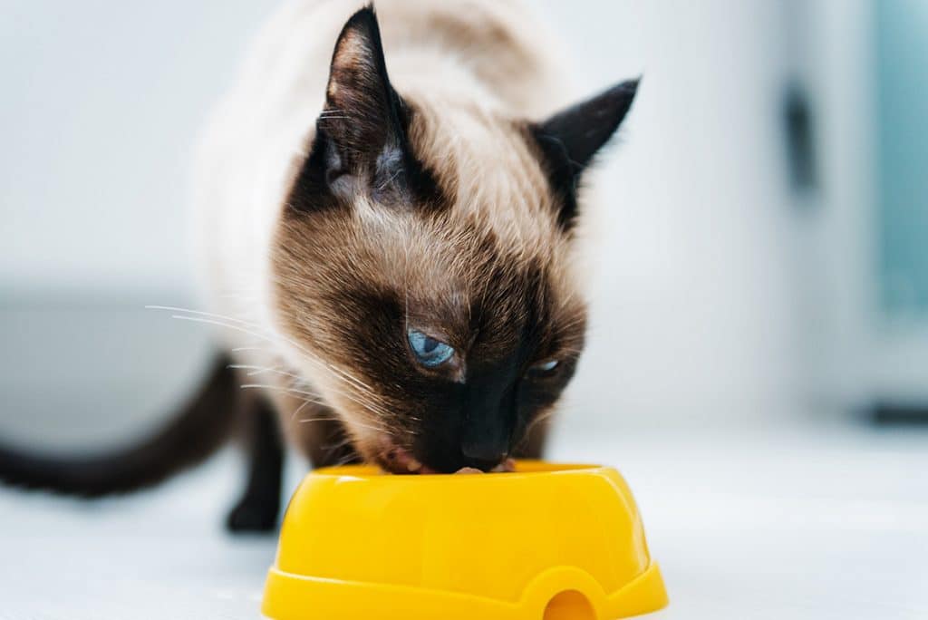 Chat âgé : quelle nourriture lui donner ?