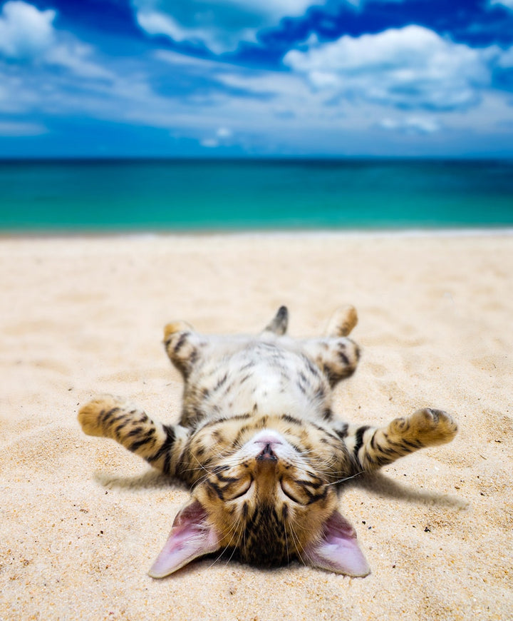 Le chat et l' eau : comment laver sont chat.
