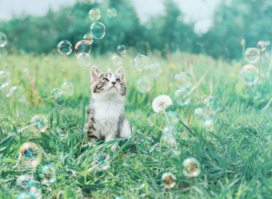 Pourquoi le chat mange les plantes ?