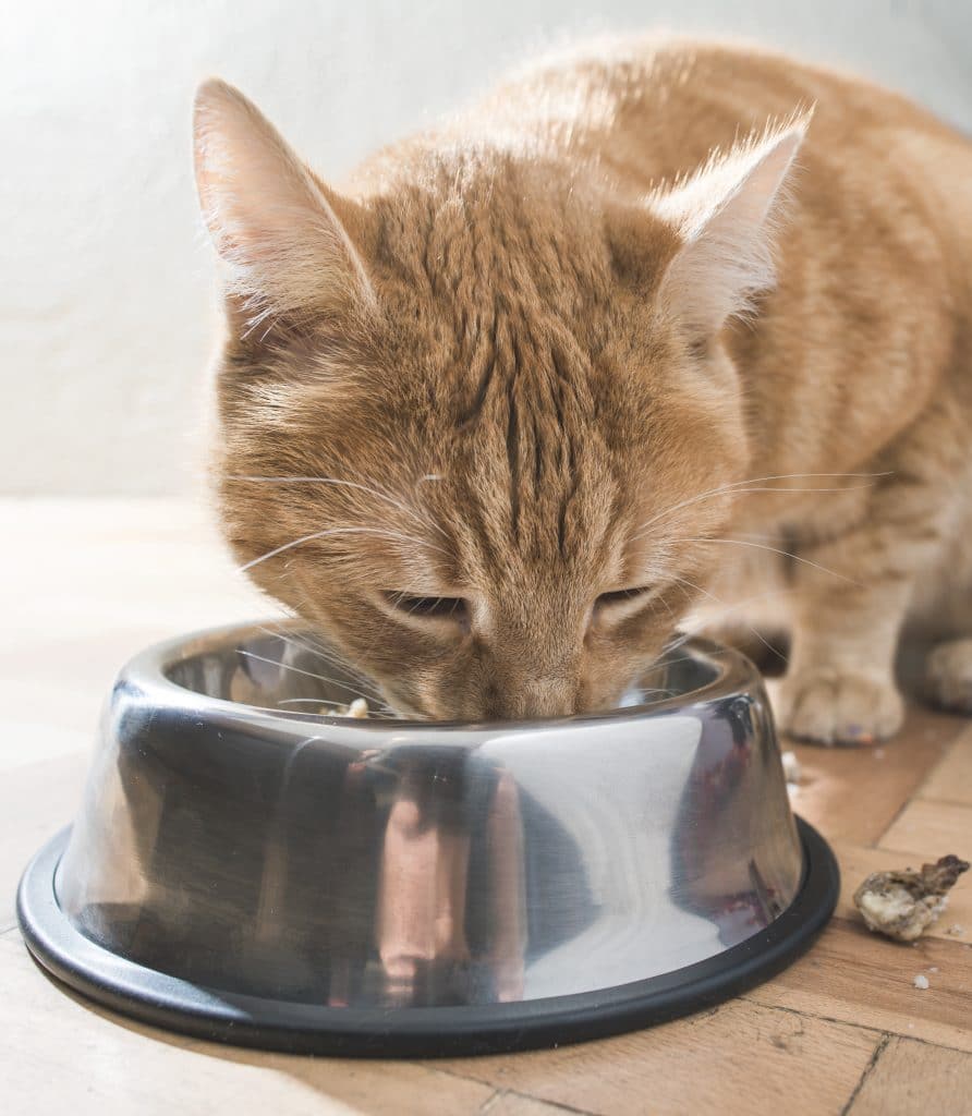 Les erreurs de l'alimentation chez le chat