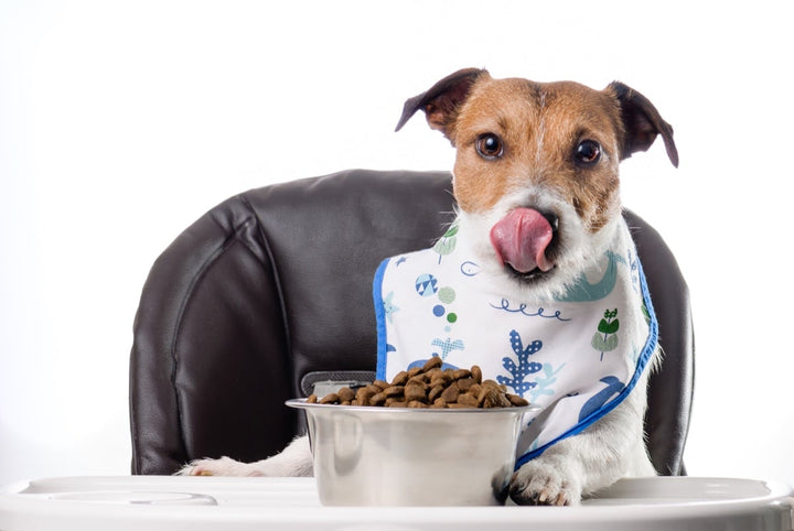 L'éducation du chiot à table