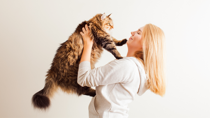 Adopter un chat dans un refuge