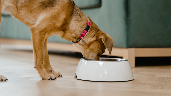 Comment nourrir un chien de petite taille ?