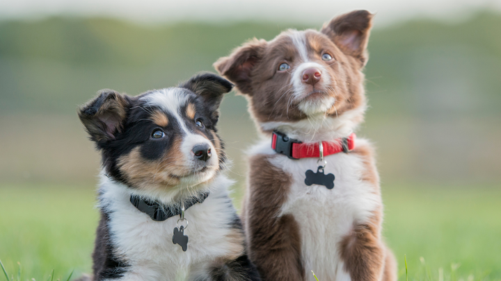 Les préférences alimentaires des chiots