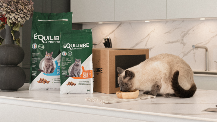 Bien choisir les croquettes pour votre chat