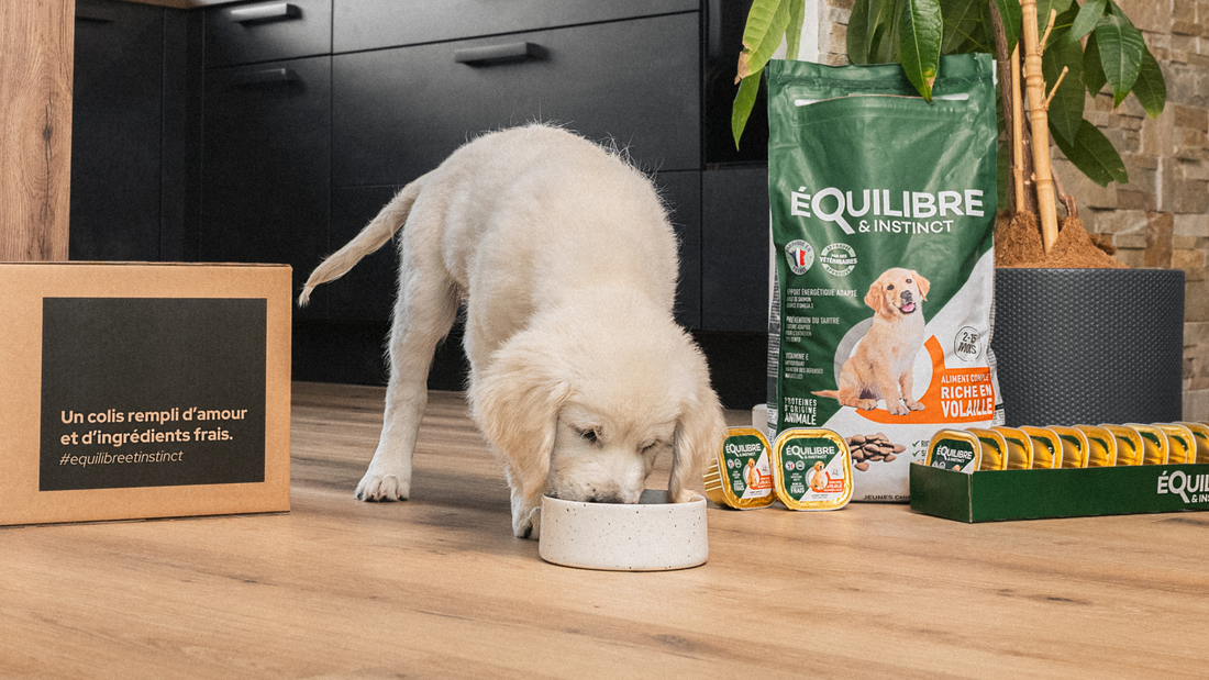 Nos conseils pour choisir des croquettes adaptées à votre chien