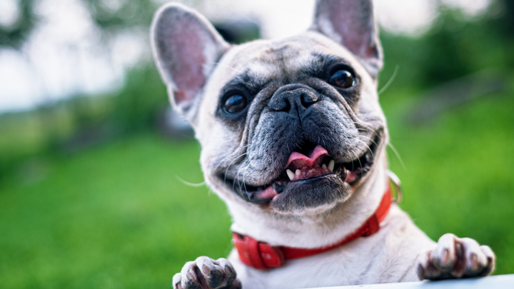 Le bouledogue français, à la découverte de la race