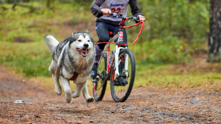 Le Cani-VTT : qu'est-ce que c'est ?