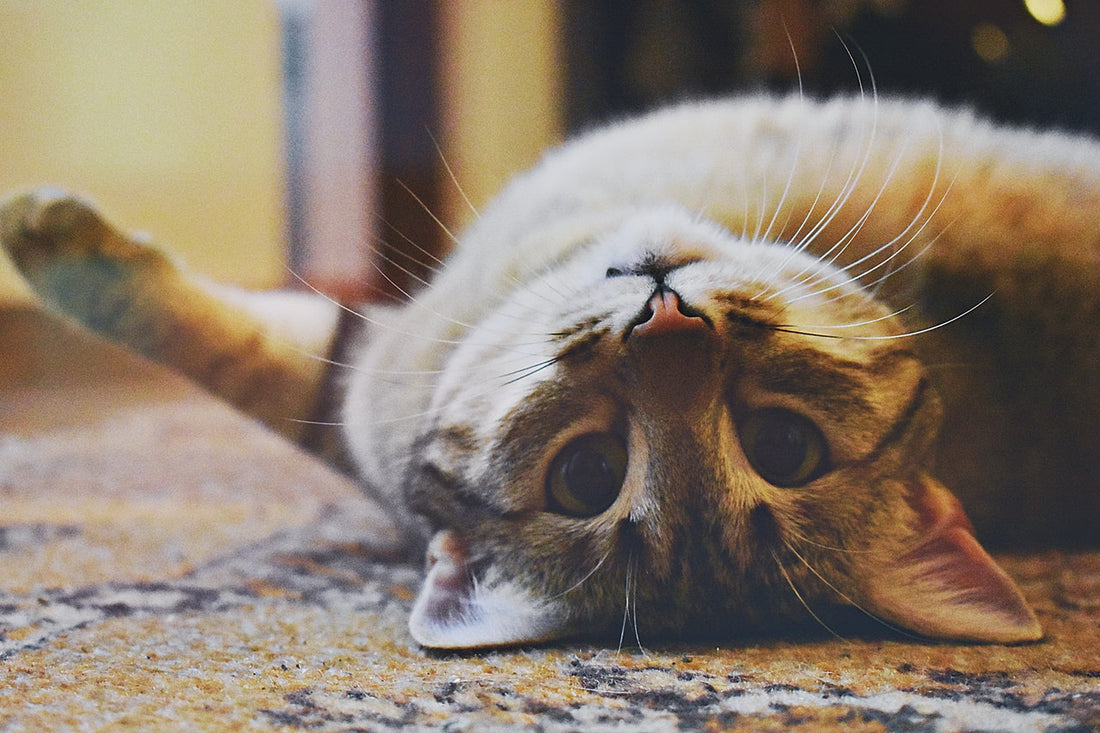 Quelle alimentation pour un chat stérilisé ?