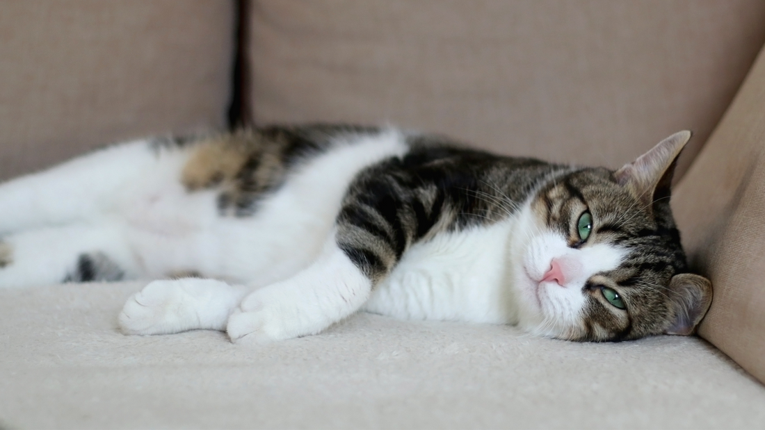 Les chats et le deuil : réactions et comportements