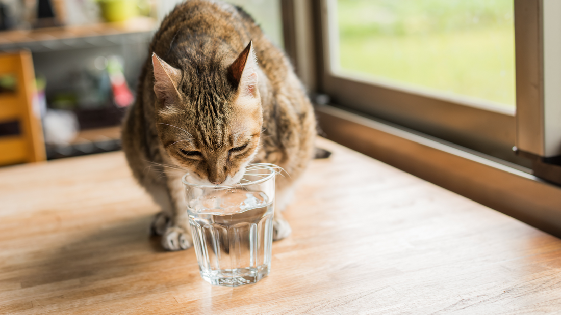 Les chats et l'eau : tout savoir