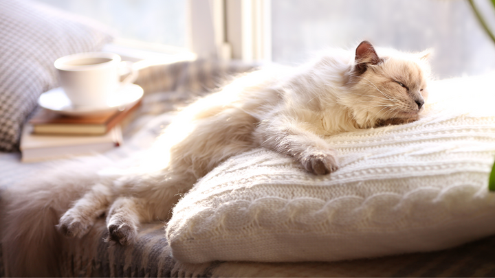 Comment apaiser un chat stressé ?