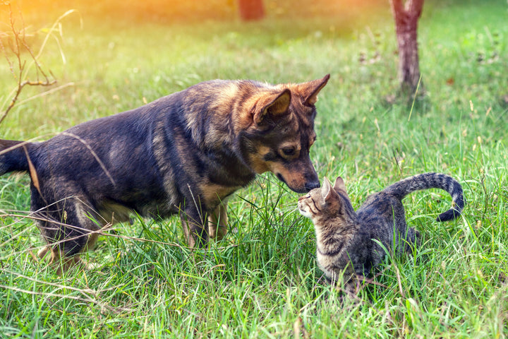 Chien et chat : comment les faire cohabiter ?