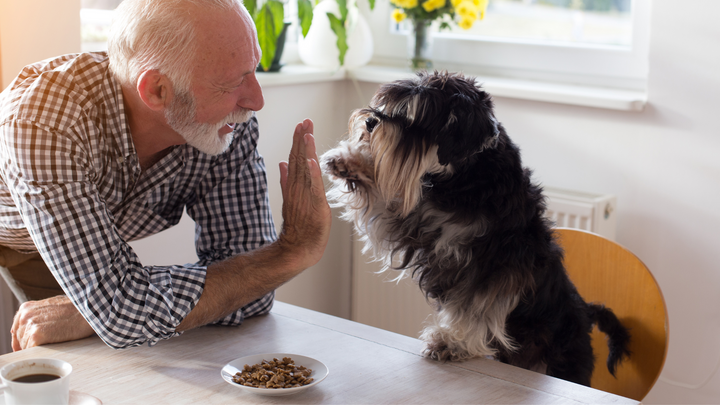 Chien âgé : quelle alimentation pour son bien-être ?