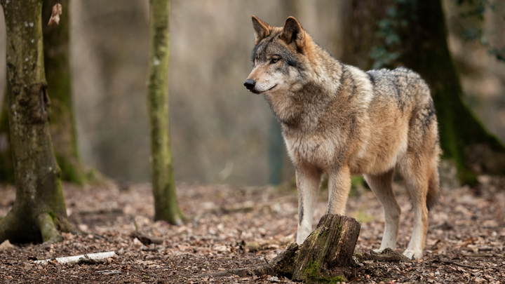 Le chien est il encore un loup ?