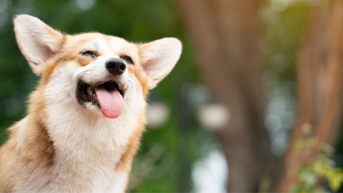 Comment protéger son chien durant l'été ?