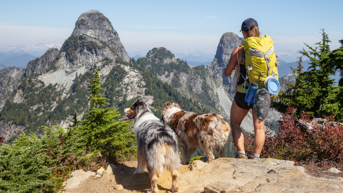 La randonnée avec son chien : conseils et réglementation