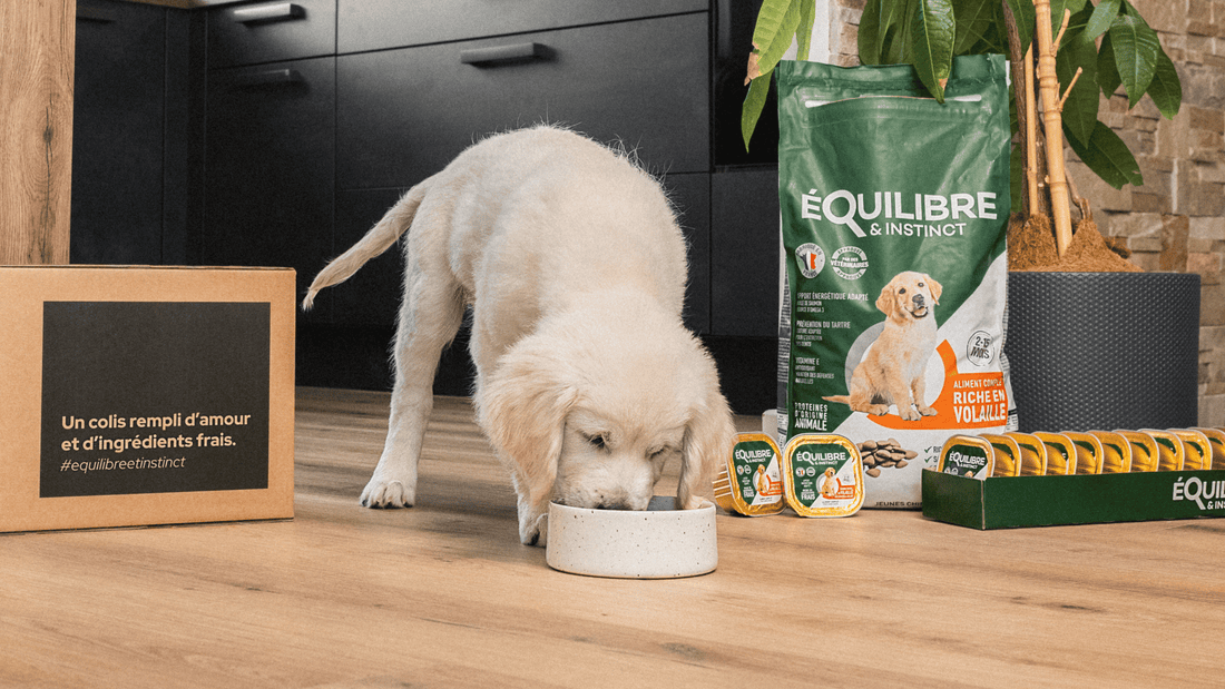 Combien coûte la pâtée pour chien ?