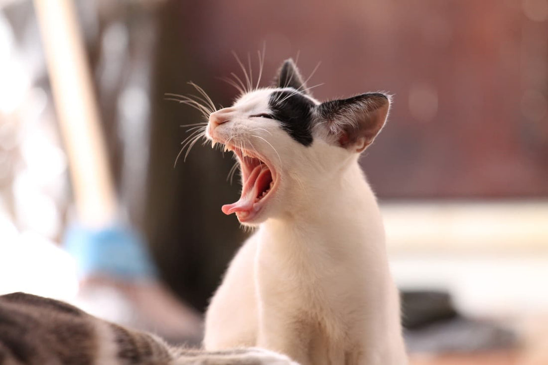 Comment donner un comprimé à un chat ?