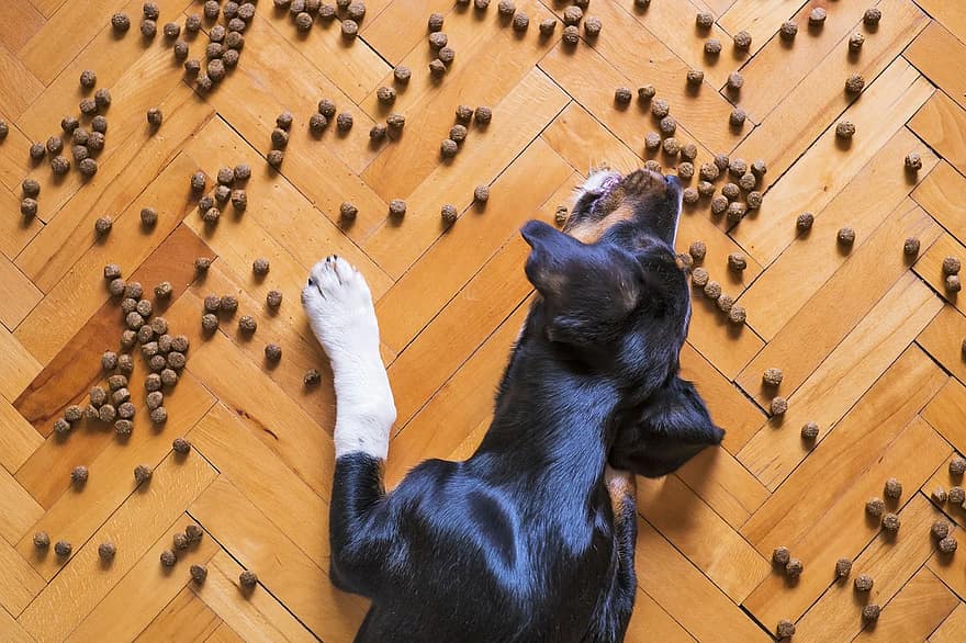 Quelle quantité de croquettes pour son chien ?