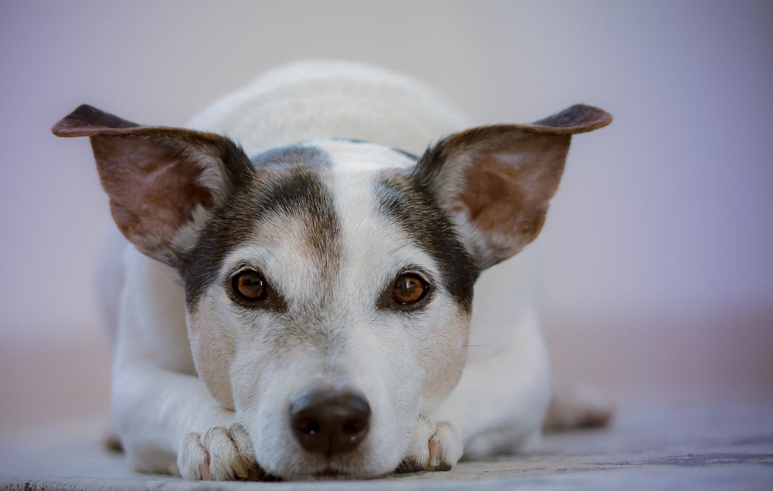 Comment et à quelle fréquence nourrir son chien ?