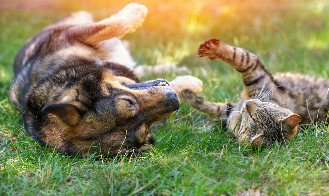 Comment gérer l’obésité chez les animaux de compagnie ?