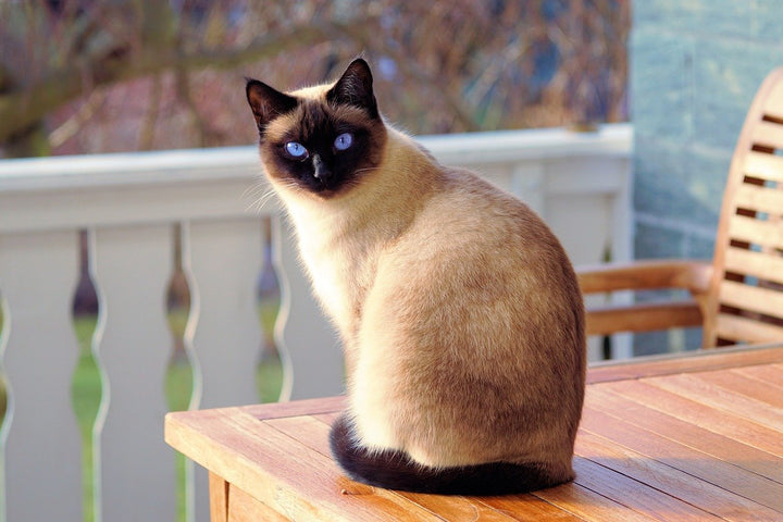 Comment reconnaître un chat mâle ou femelle adulte ?