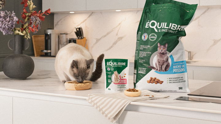 Comment changer de marque de croquettes pour son chat ?